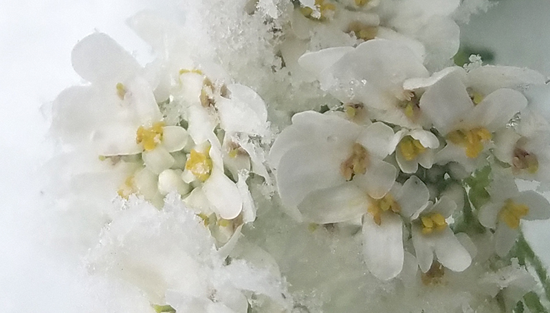 floral-white-20170429_102716-800