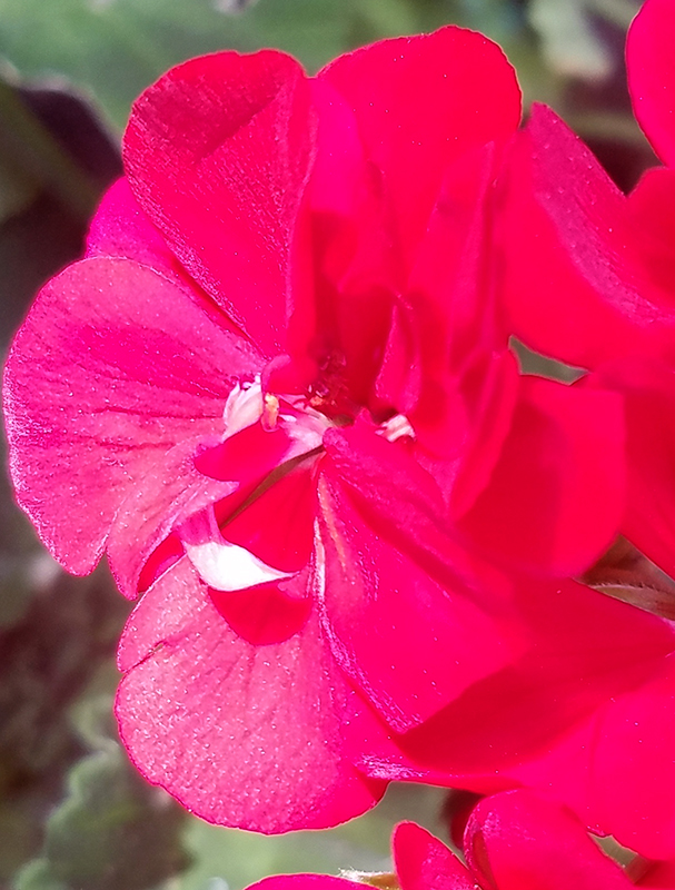 Color Your World –&nbsp;Scarlet