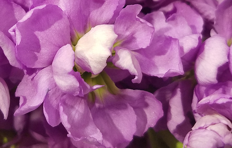 Macro Purple Floral
