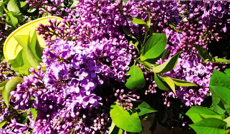 Lilacs Are In&nbsp;Bloom