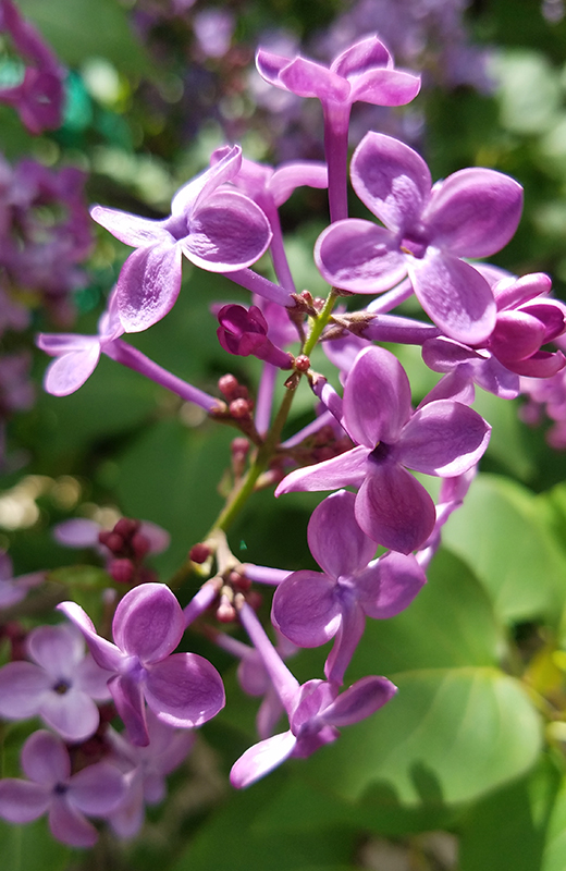 Flower of the Day – April 22, 2017 – Lilac