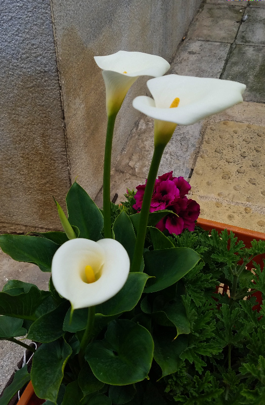 Lily-800-20170407_134610