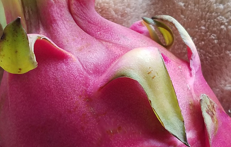 magenta-800-dragonfruit-20170104_145435