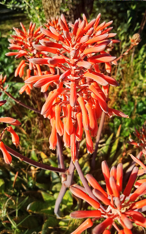 olympianzeusflower20170412_171714-800