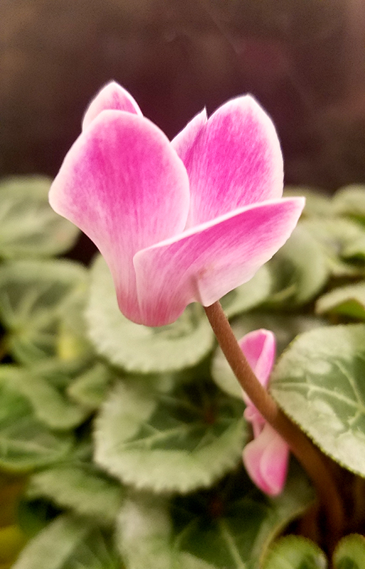 Flower of the Day – April 4,&nbsp;2017