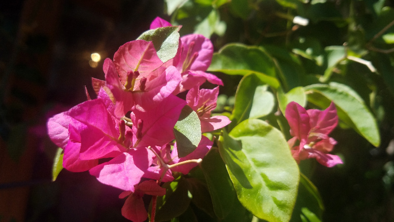 pinksherbet-800-20170415_143417