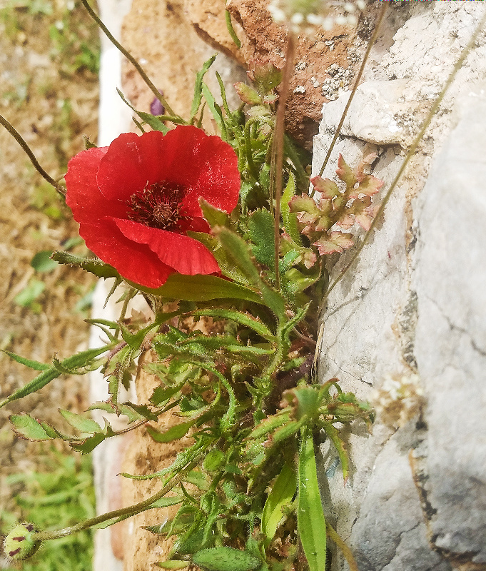 Flower of the Day – April 10, 2017 –&nbsp;Poppy