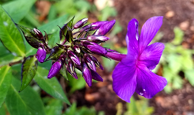 Flower of the Day – April 1,&nbsp;2017