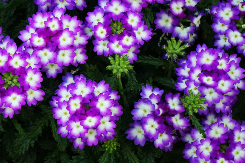 purplewhite-container-DSC00038-800