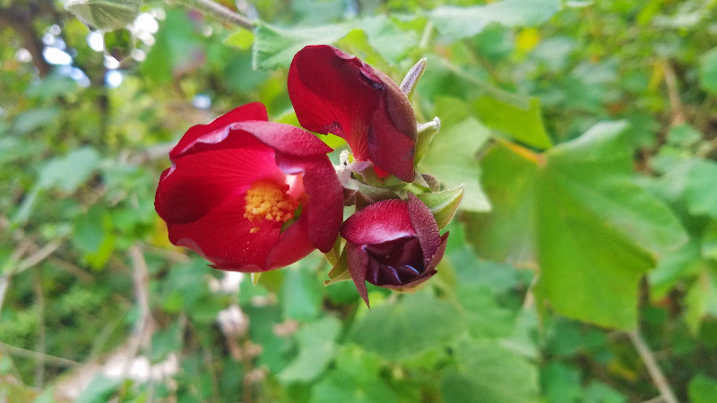 Flower of the Day – April 17, 2017 – Wild&nbsp;Poppy