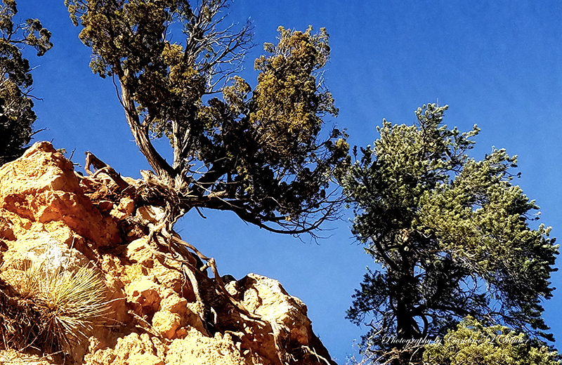 Daily Prompt-Roots – Exploring sights and sounds to move the soul