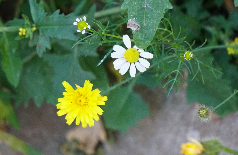 thought-DSC00557-800