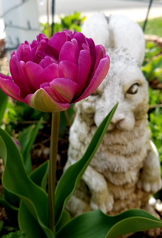 tulip-800-20170420_093056