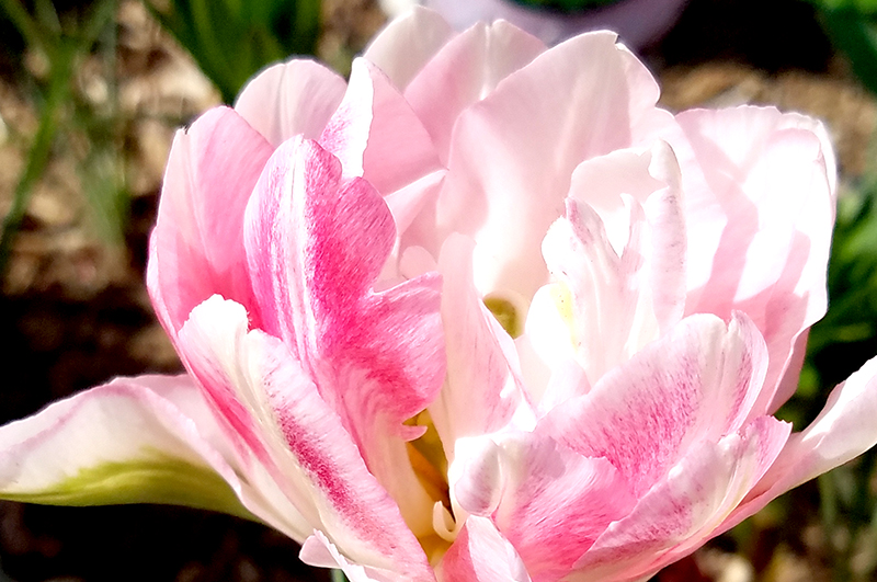 Flower of the Day – April 21, 2017 –&nbsp;Tulip