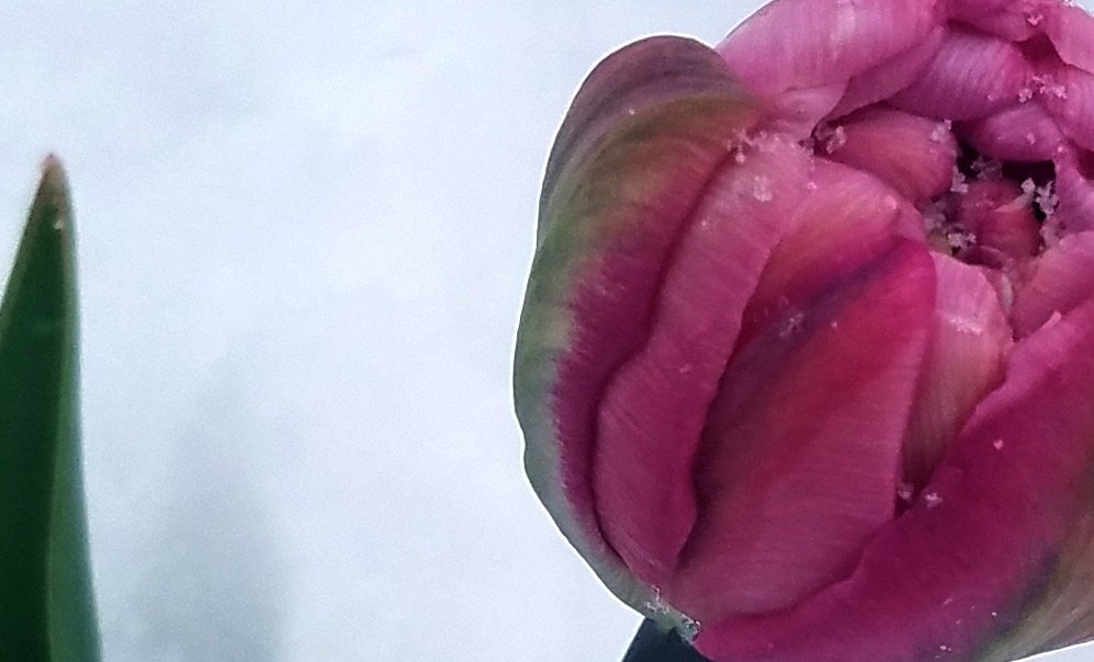 Flower of the Day – April 30, 2017 –&nbsp;Tulip