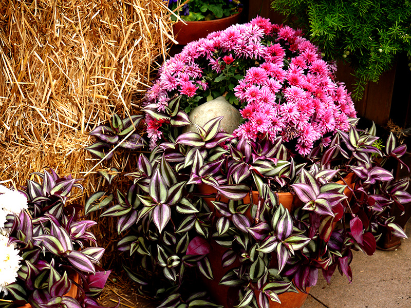 Color Your World – Razzle Dazzle&nbsp;Rose