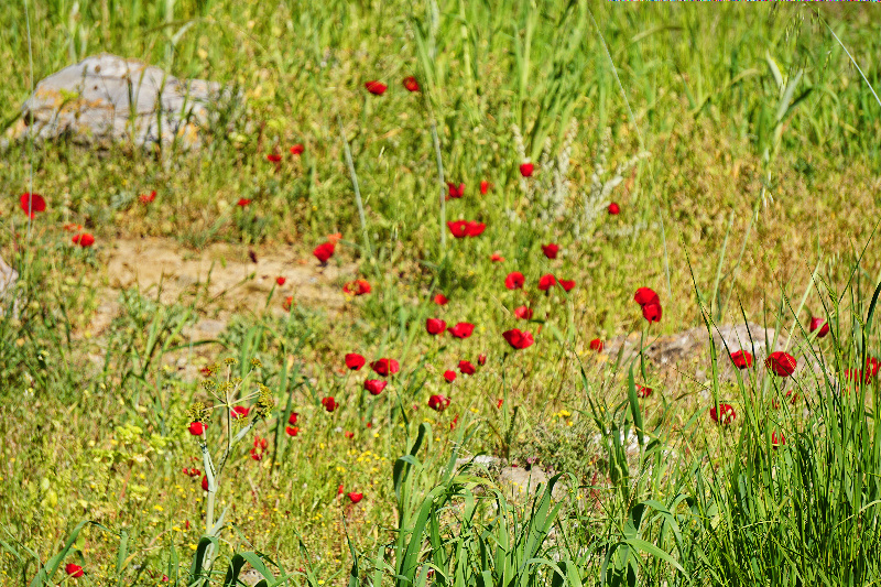 wildflowersDSC00527-800