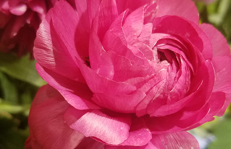 Color Your World – Wild&nbsp;Strawberry