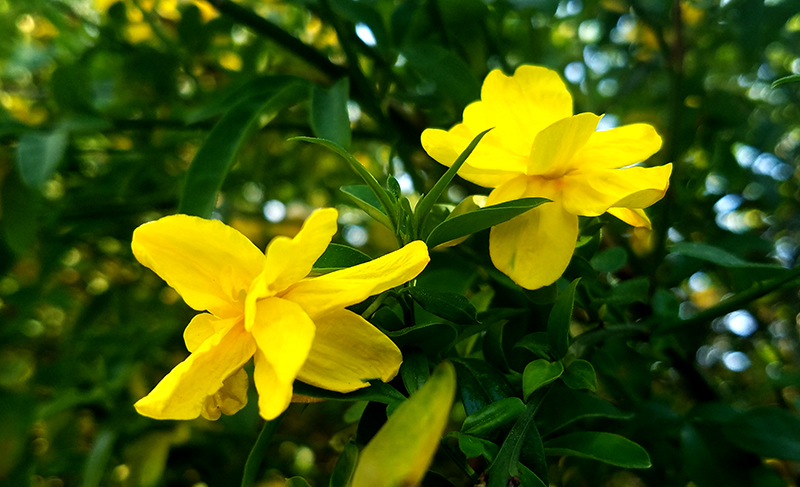 yellowflowers-athens-20170412_163005-800