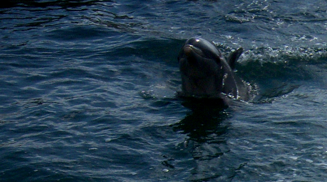 00-dolphin100_1248