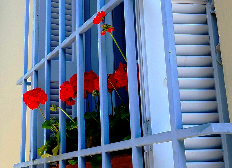 00-windowbox-20170415_122936A-800