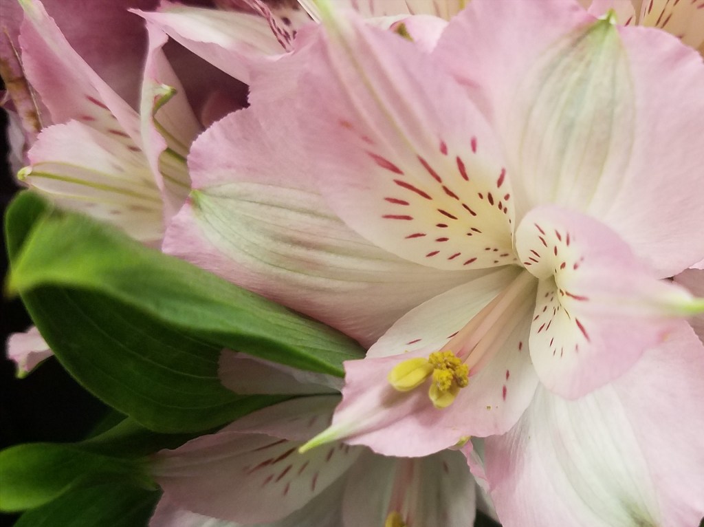 Flower of the Day-May&nbsp;1