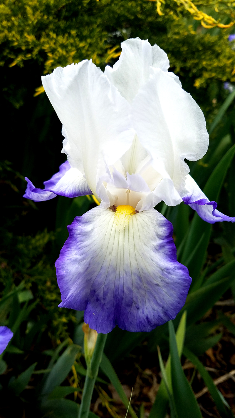 Flower of the Day – May 22, 2017 –&nbsp;Iris