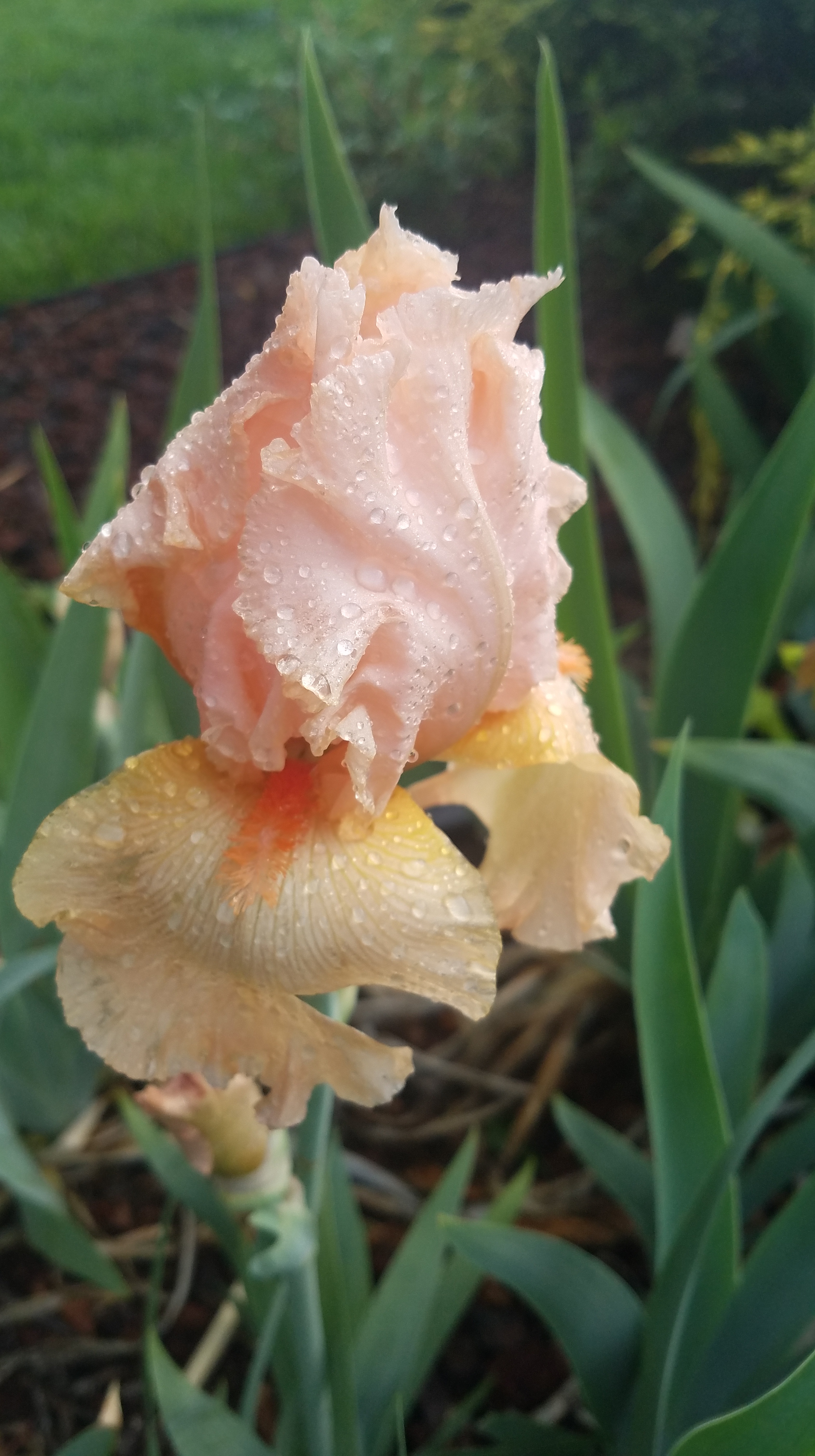 Peach Iris after the rain