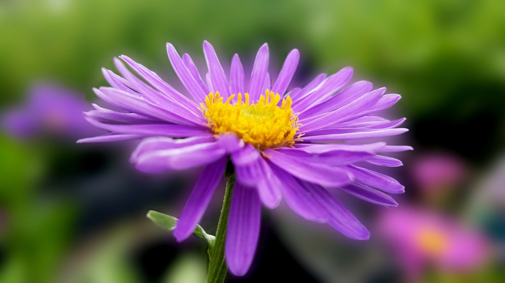 Flower of the Day – May 31,&nbsp;2017