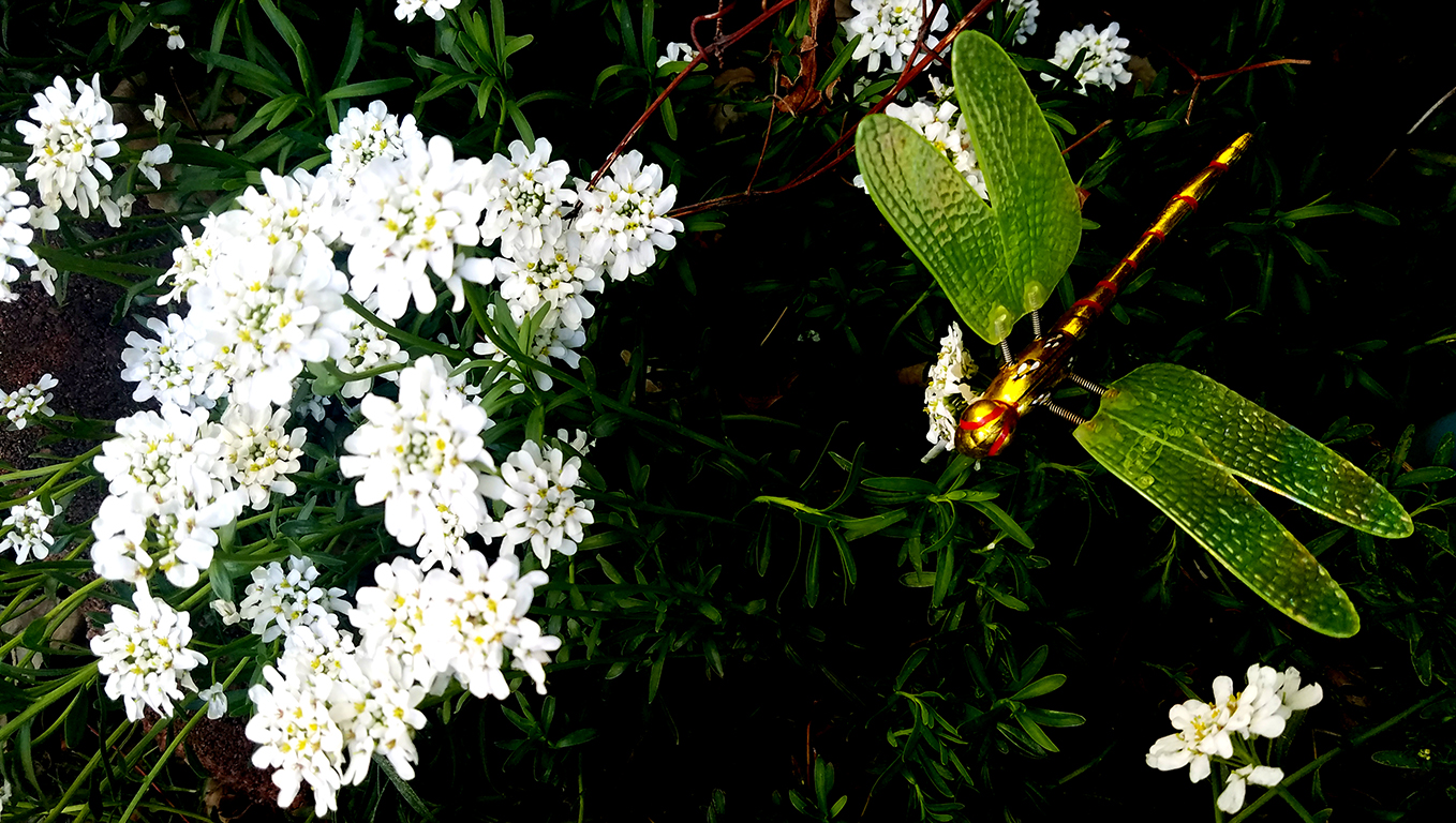 alyssumgarden-20170503_183216-800