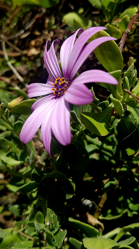 athens-floral-20170416_151158-800