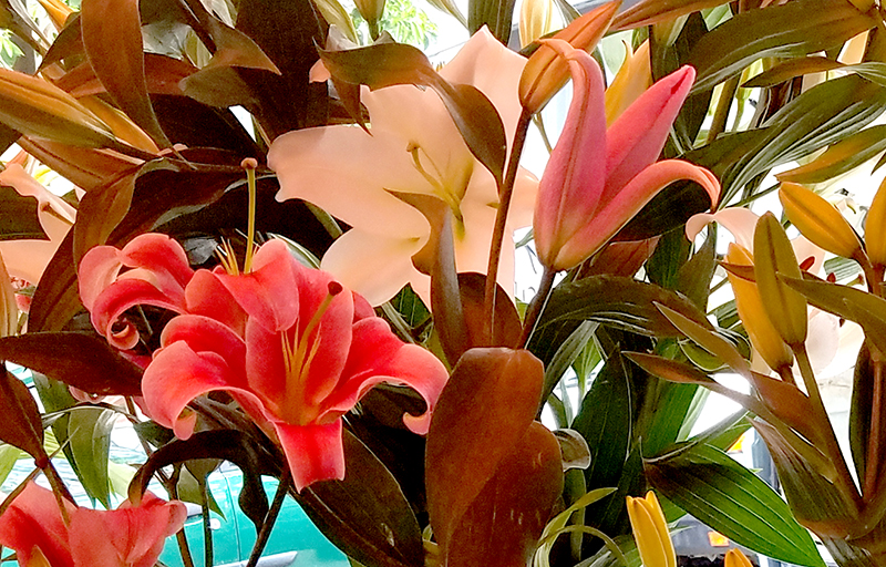 Flower of the Day – May 9, 2017 –&nbsp;Lily