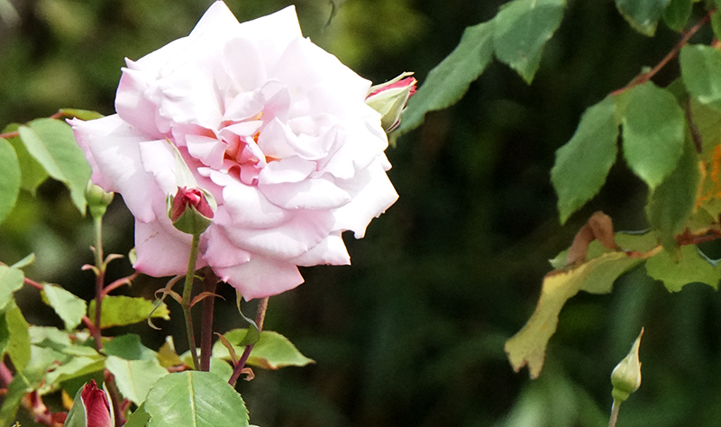 AthensRoseDSC00094-800