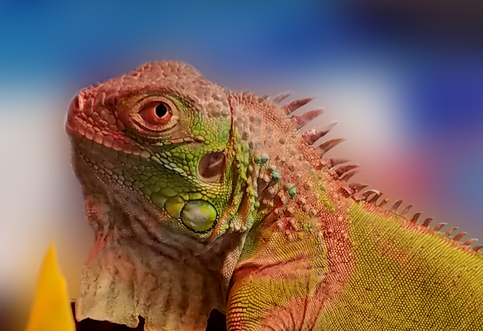 Let there be&nbsp;Dragons