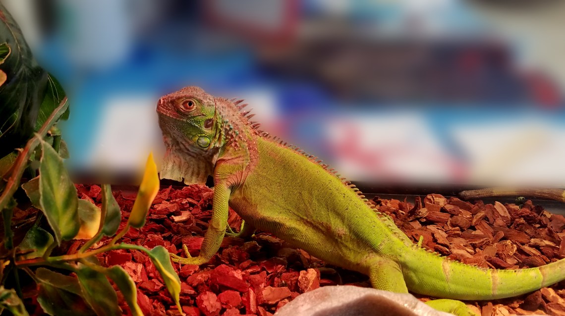 BeardedDragon20170513_160136