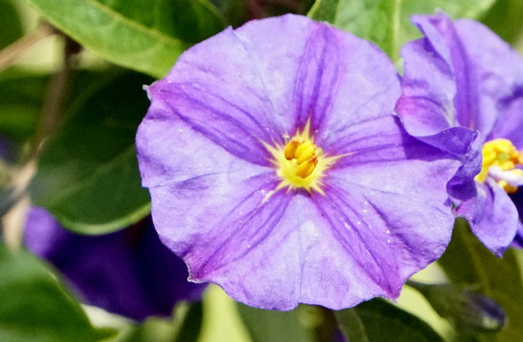 Flower of the Day – May 10,&nbsp;2017