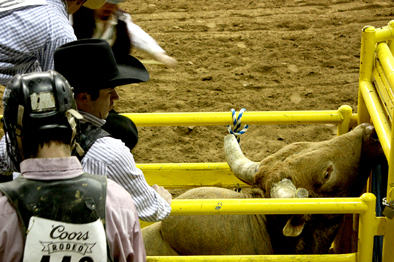 bullriderIMG_1610-800