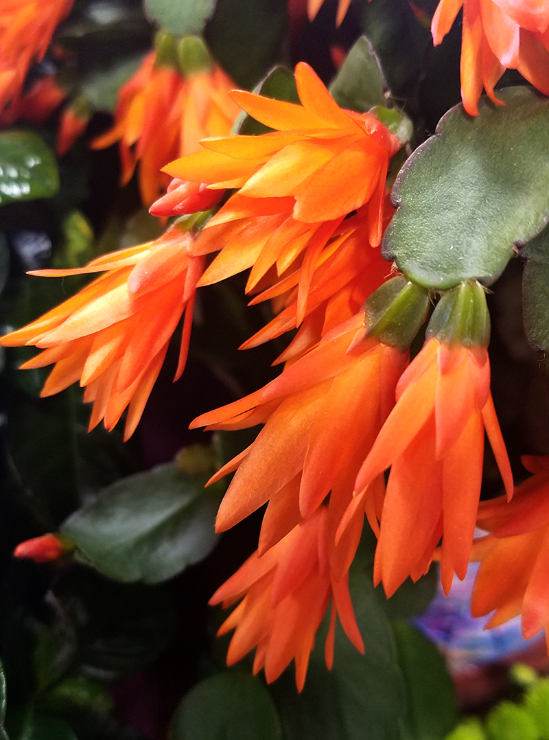 Flower of the Day – May 13, 2017-Flowering&nbsp;Cactus