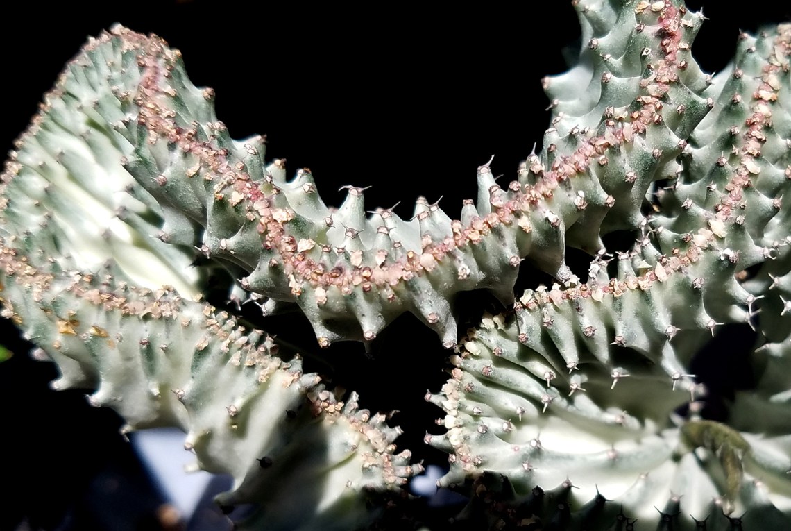 cactus2-20170527_113306-1000