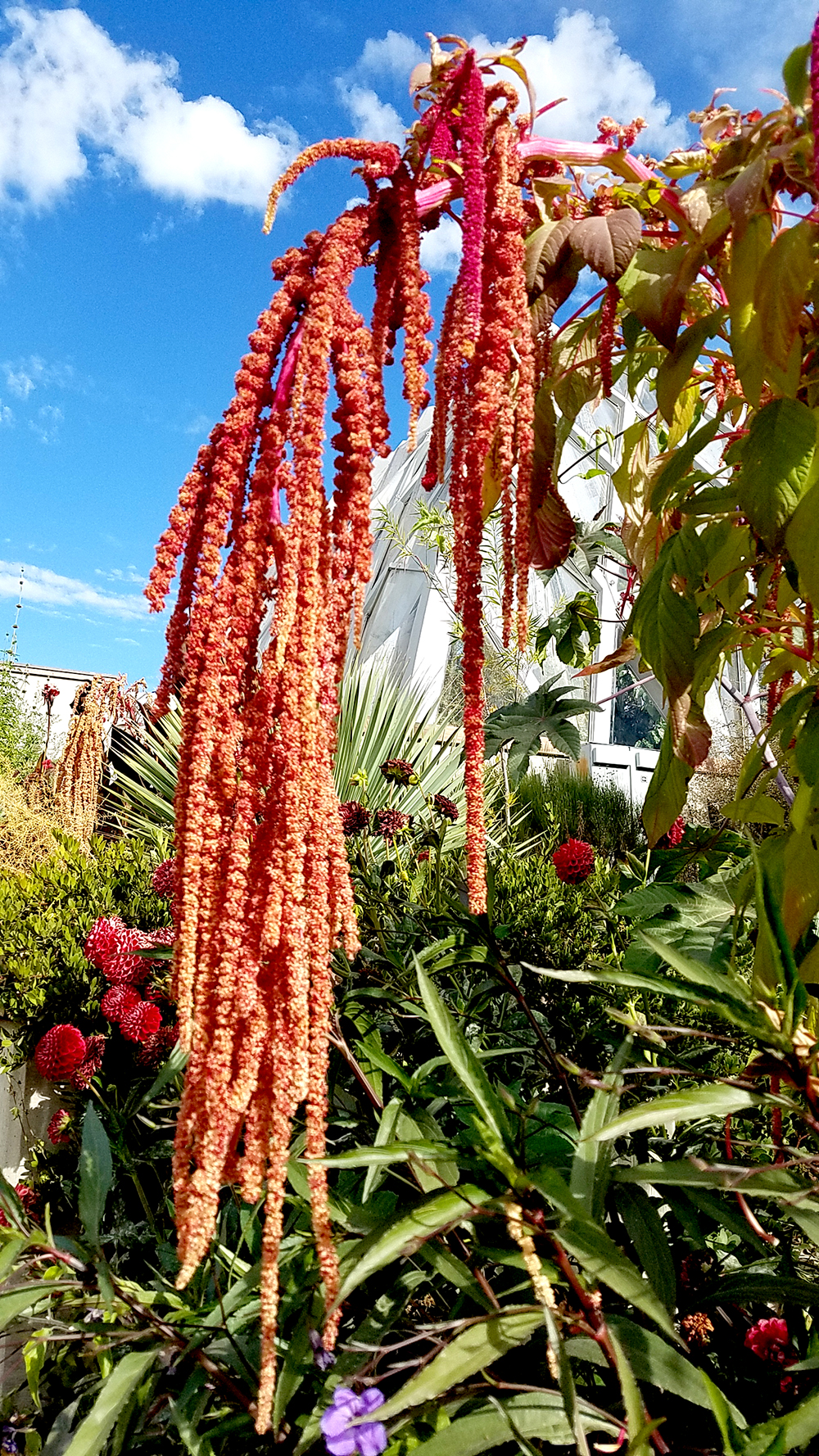 Macro Moments Challenge #38:&nbsp;Catkins