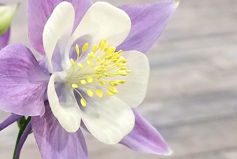 clematis-20170205_150259-800