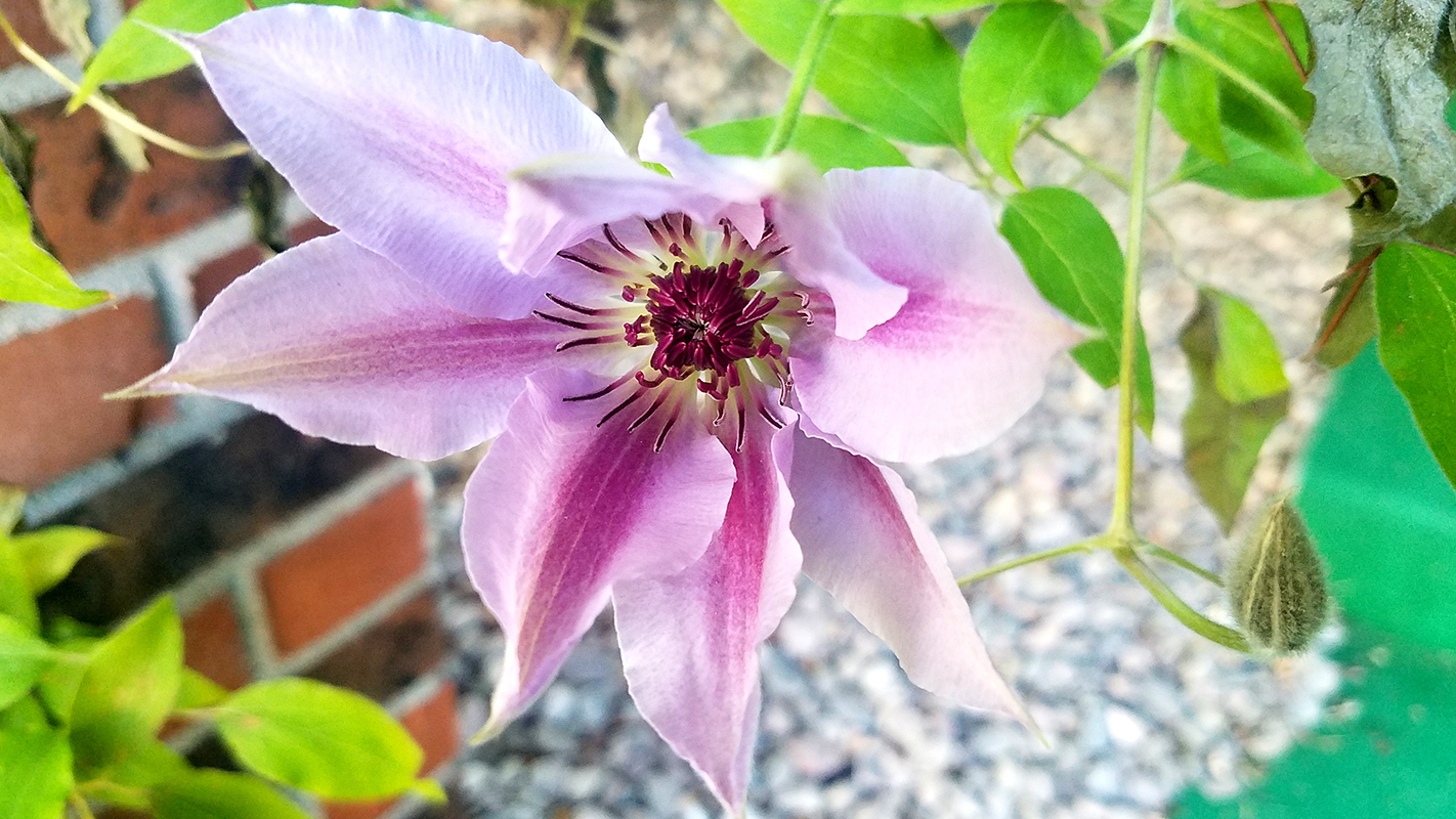 clematis-20170511_183728-800