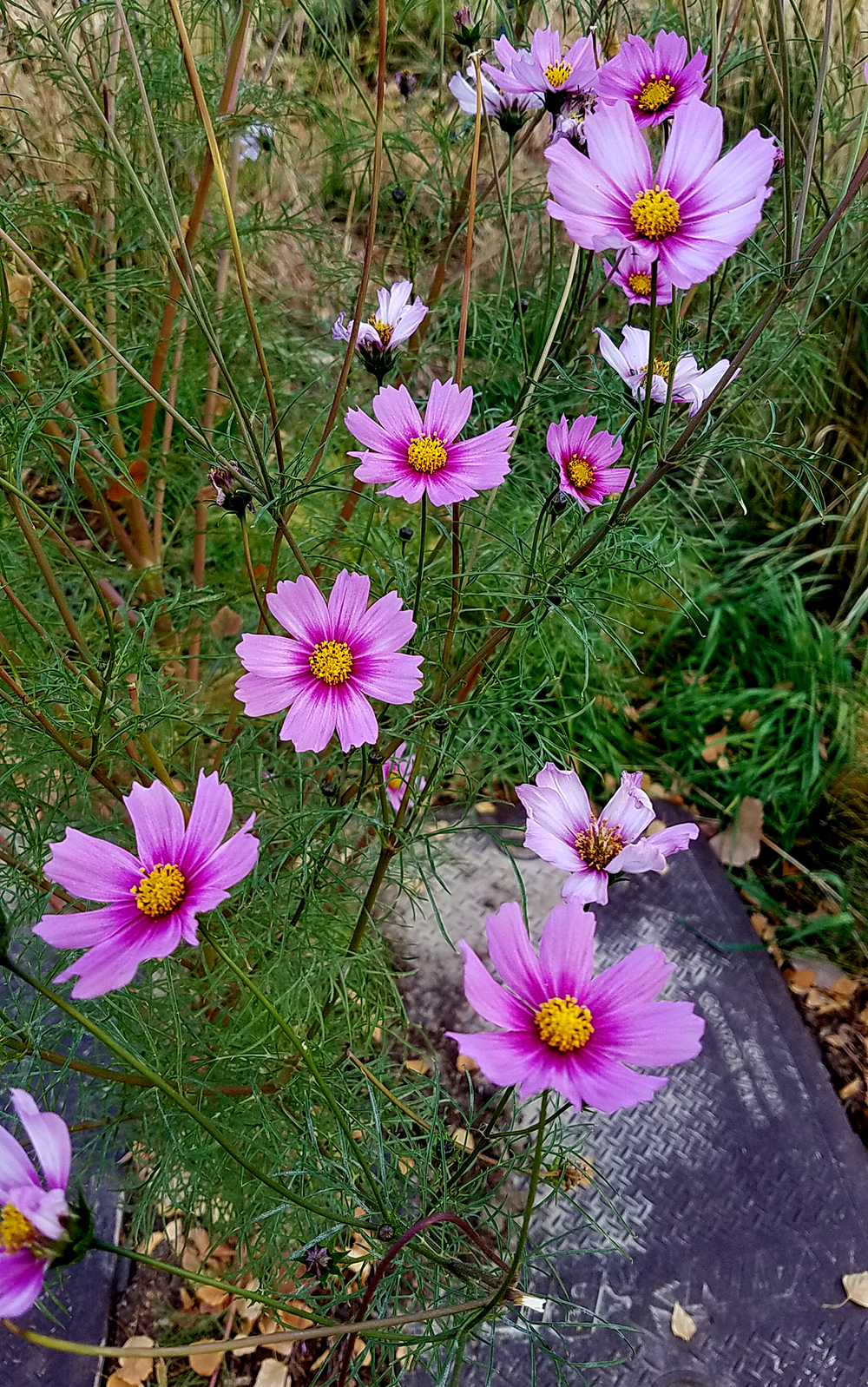coreopsis20161105_100012