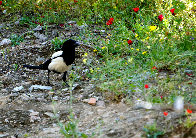 GreekMagpie-800-DSC00503