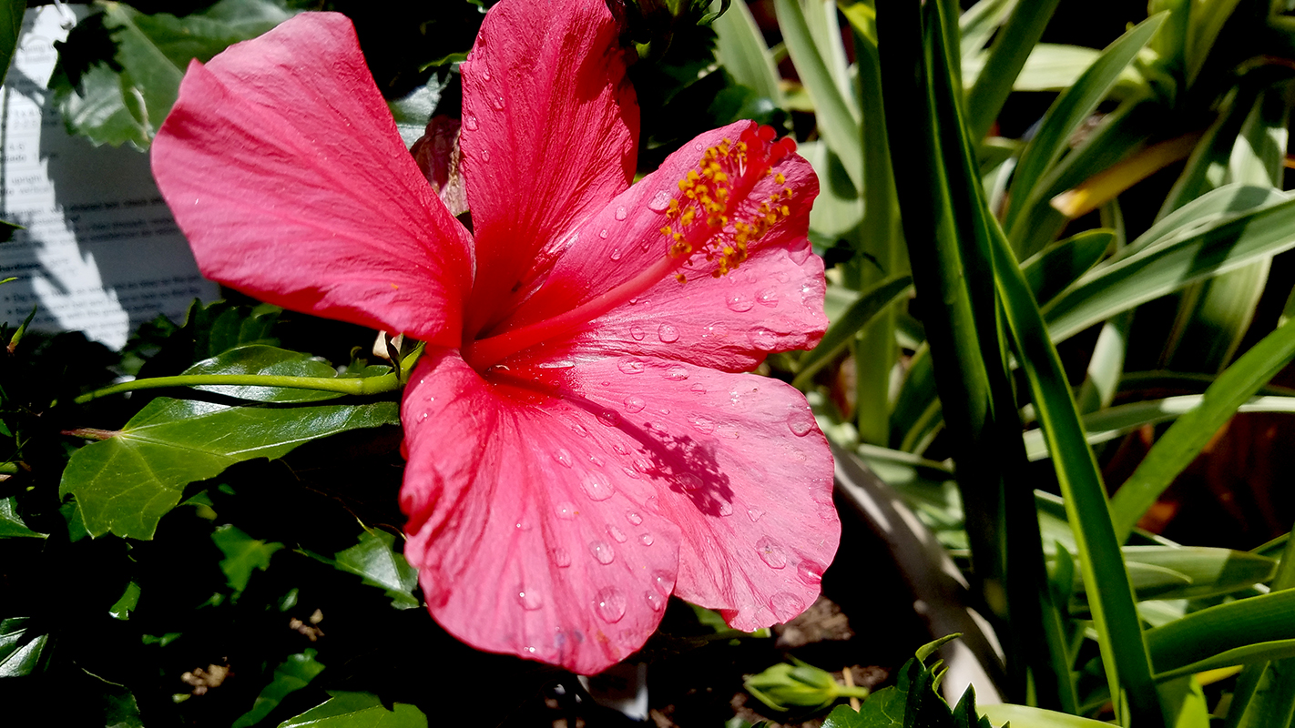 hibiscus-800-20170527_112425