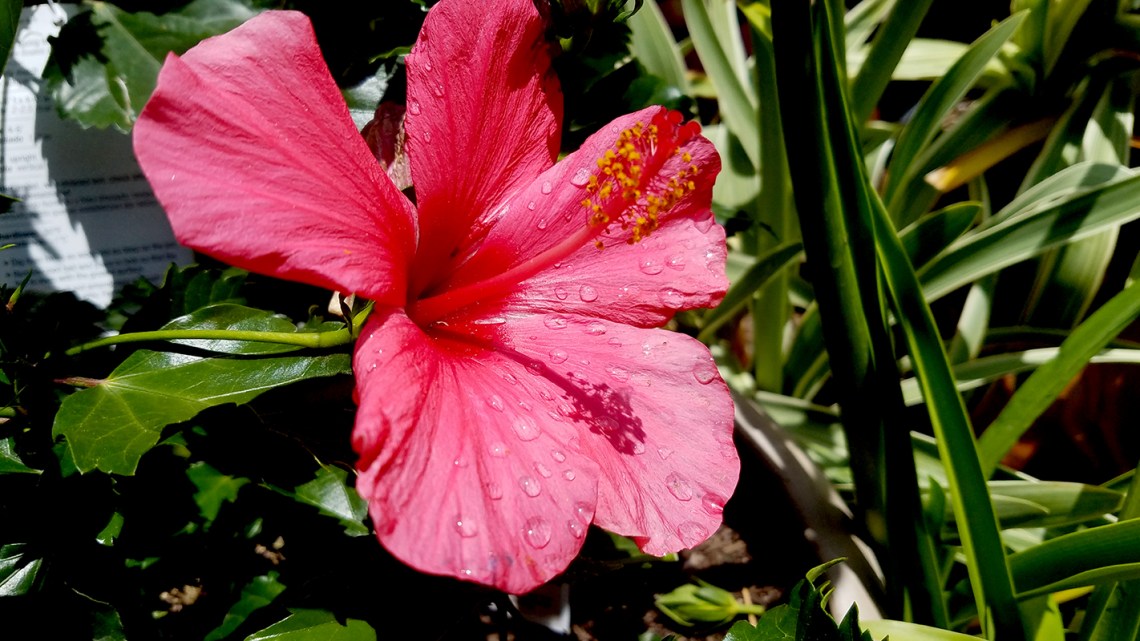 hibiscus-800-20170527_112425