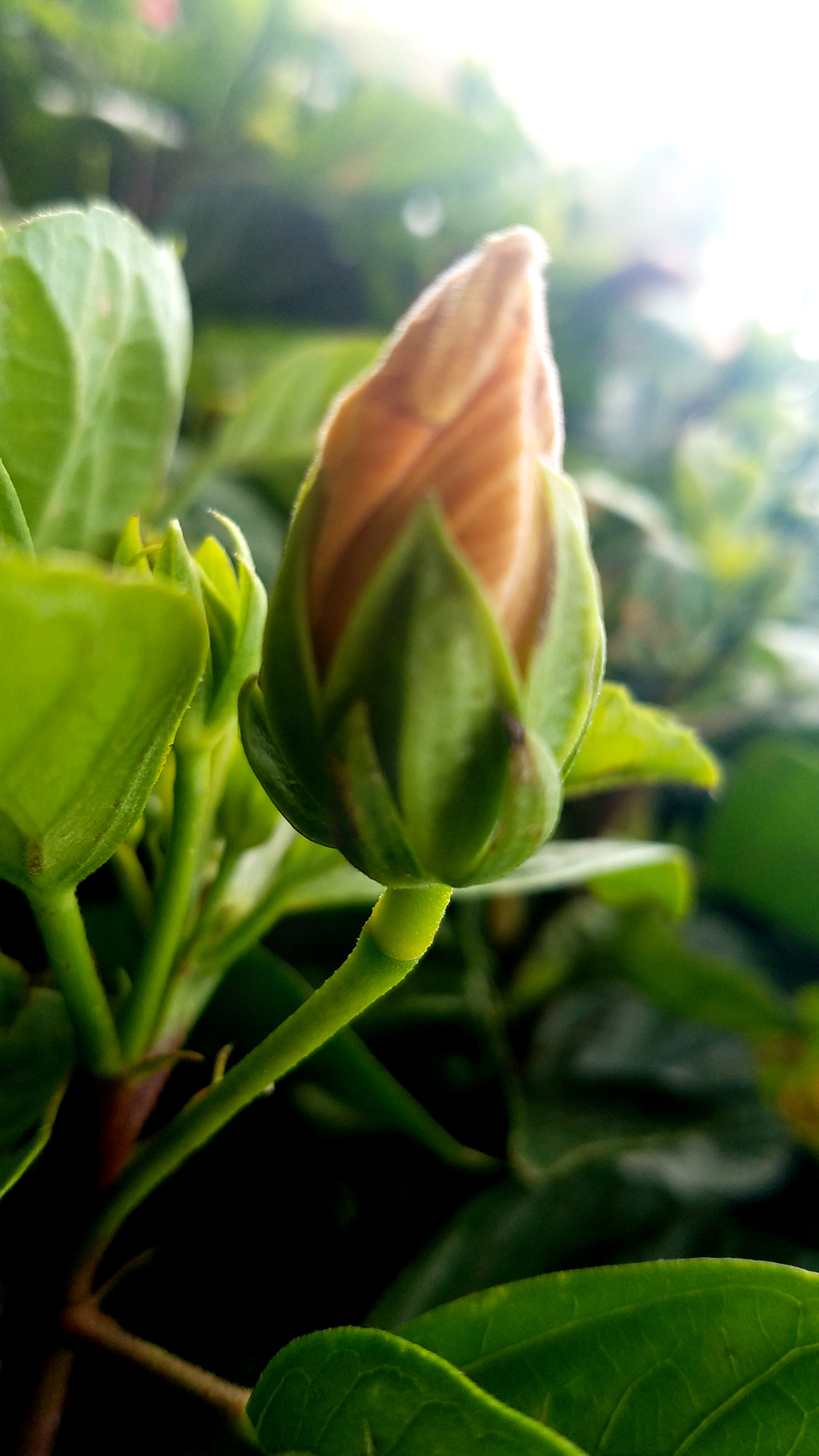 hibiscusbud-20170526_164039-1000