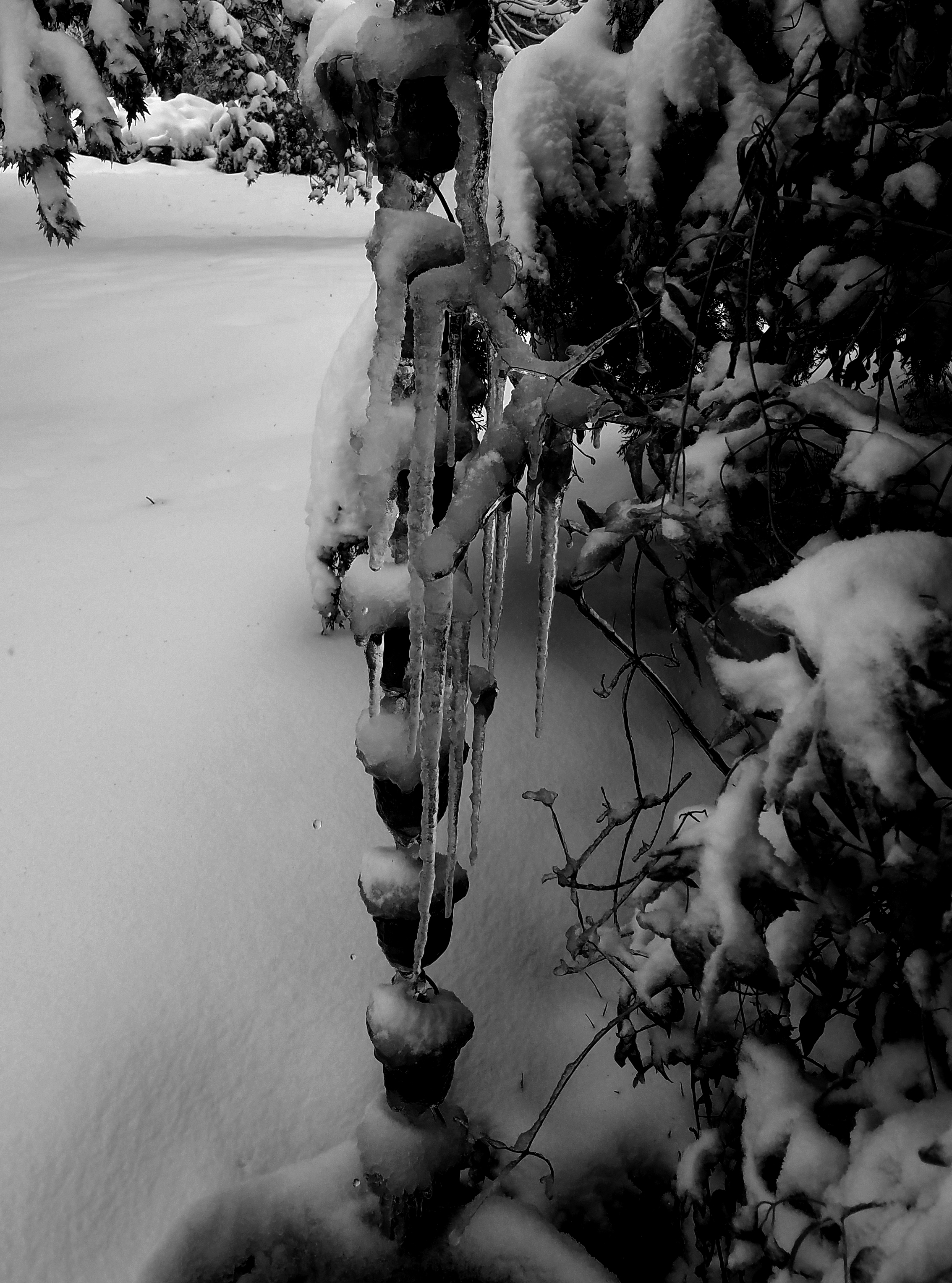 icicles-20170429_102731