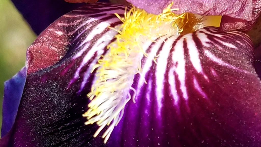 Flower of the Day – May 24, 2017 –&nbsp;Iris