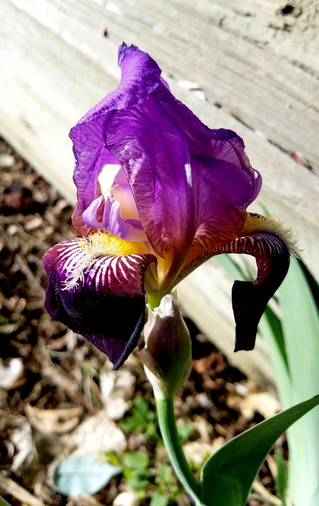 Flower of the Day – May 21, 2017 – Bearded&nbsp;Iris